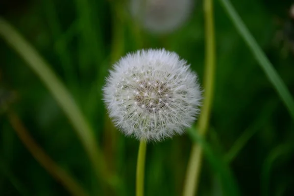 Mooi Botanisch Schot Natuurlijk Behang — Stockfoto