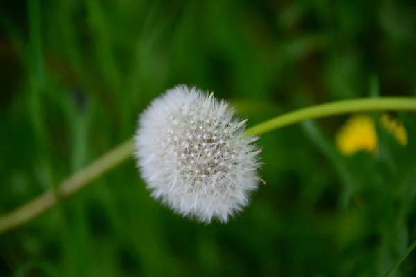 Dandelion Field Wild Blowball Flower — Stock Photo, Image