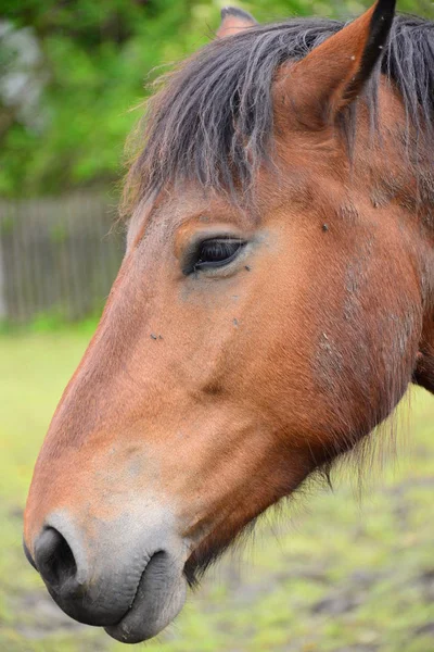 牧草地にいる馬は — ストック写真