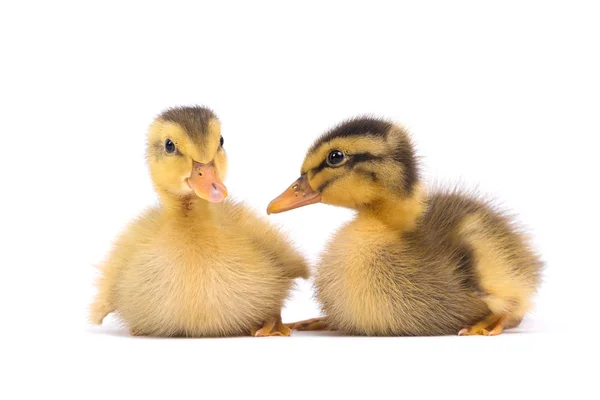 Indian Runners Zijn Een Ras Van Anas Platyrhynchos Domesticus Tamme — Stockfoto