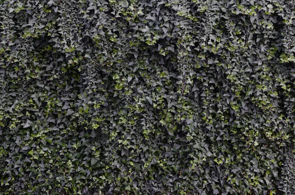 Ядовитый Плющ Фон Полная Обложка Стены — стоковое фото