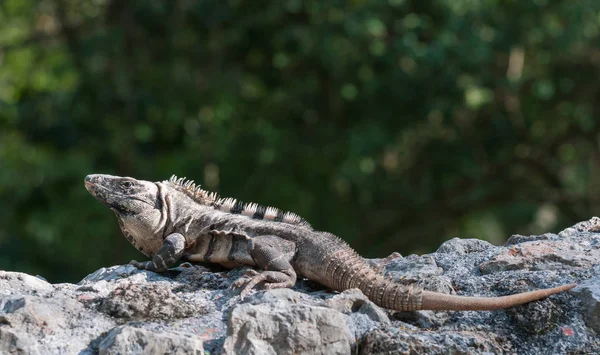 Egzotyczne Zwierzę Jaszczurka Iguana — Zdjęcie stockowe