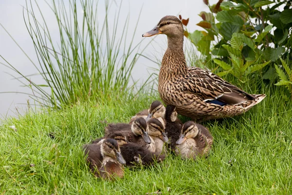 Utsikt Över Vacker Fågel Naturen — Stockfoto