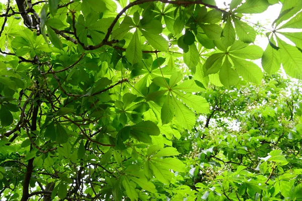 美しい葉 自然背景 — ストック写真