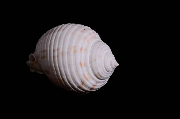 Sea Shell Isolato Uno Sfondo Nero — Foto Stock