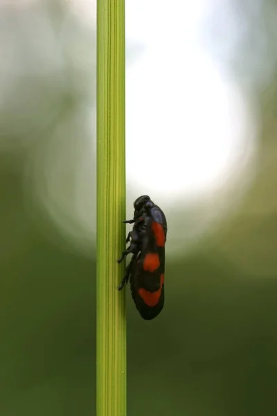 Макрофотография Лягушки Cercopis Veliculata Луже Травы — стоковое фото