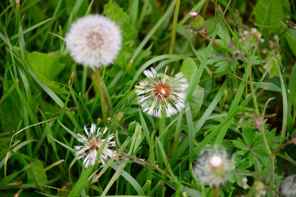 Vacker Botanisk Skott Naturliga Tapeter — Stockfoto