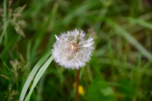 美しい花 花のコンセプトの背景 — ストック写真