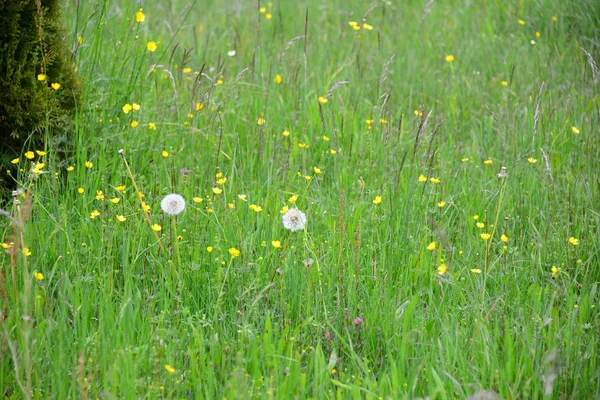 Hermoso Plano Botánico Fondo Pantalla Natural — Foto de Stock