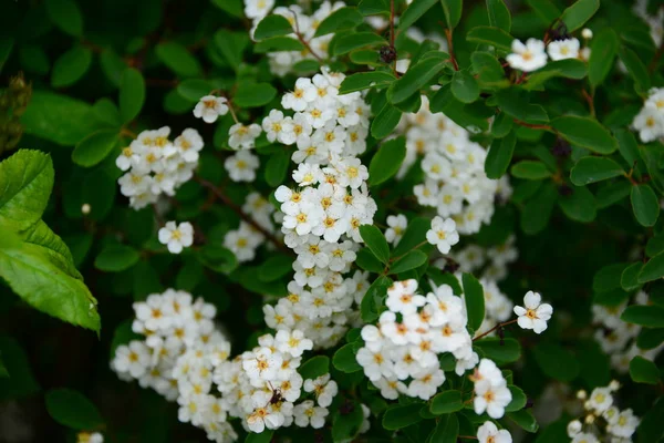 Bella Vista Dei Fiori Primaverili — Foto Stock