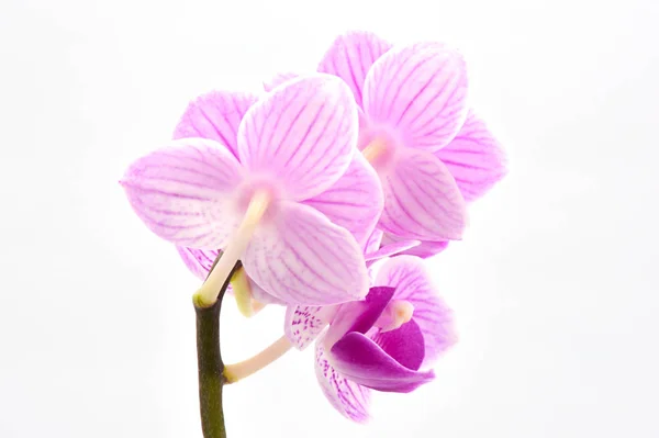 Φυτική Χλωρίδα Ορχιδέα Λουλούδι — Φωτογραφία Αρχείου