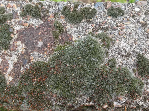 Рослини Зеленого Моху Бетонній Стіні Корисні Фон — стокове фото