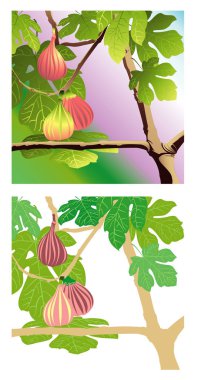 Three almost all ripened big and juicy Red figs complemented by some interesting branches and lovely green fig leaves.   clipart