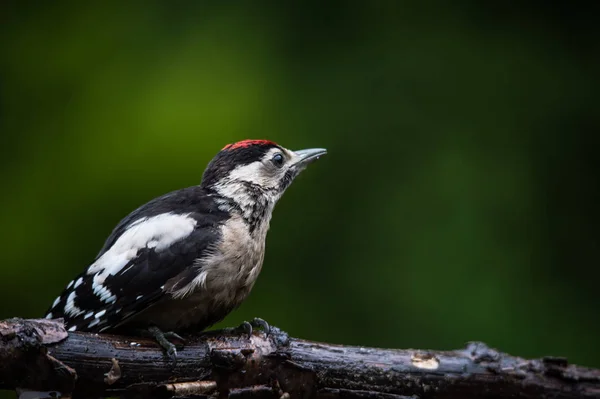 Orta Benekli Ağaçkakan Dendrocopos Medius Yağmurda — Stok fotoğraf