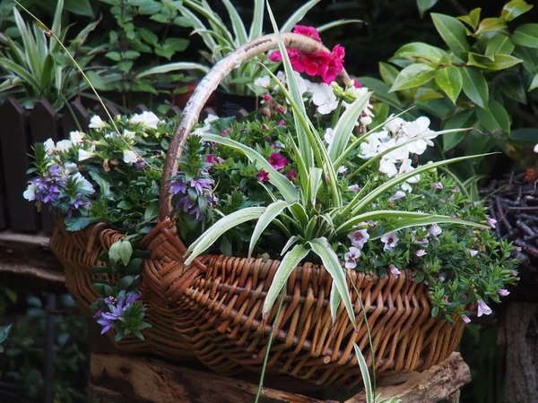 Spring Garden Flora Foliage — Stock Photo, Image