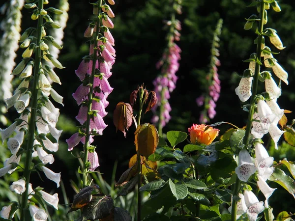 Spring Garden Flora Foliage — Stock Photo, Image