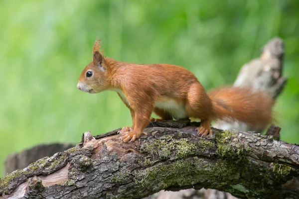 Ekorrdjur Fluffig Gnagare — Stockfoto