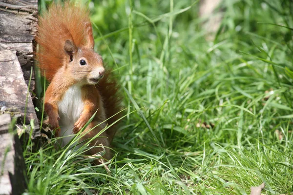 Eekhoorndier Pluizig Knaagdier — Stockfoto