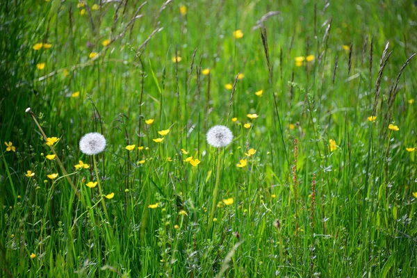 Schöne Blumen Blumiges Konzept Hintergrund — Stockfoto