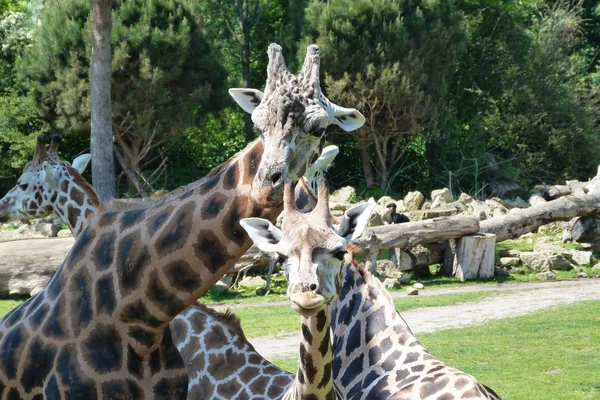 Mondo Animale Giraffe Fauna Selvatica Flora Fauna — Foto Stock