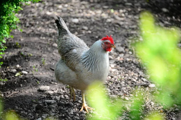 Csirkék Réten — Stock Fotó