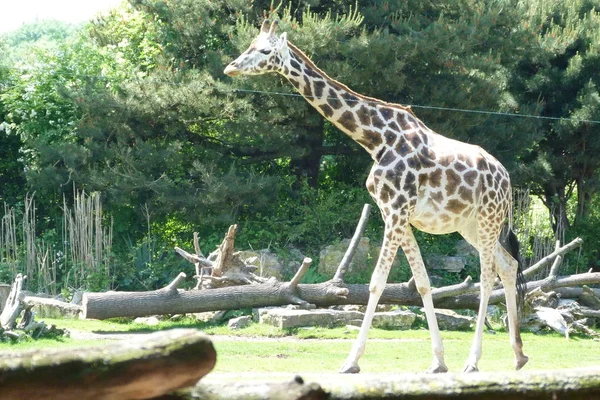 Monde Animal Girafes Faune Flore Faune — Photo