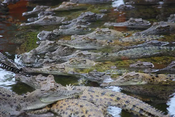 Crocodilos Jacaré Vida Selvagem Predador Réptil Perigoso — Fotografia de Stock