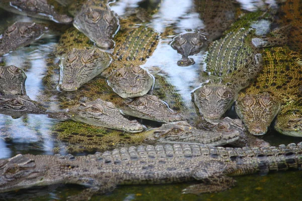 Crocodilos Jacaré Vida Selvagem Predador Réptil Perigoso — Fotografia de Stock