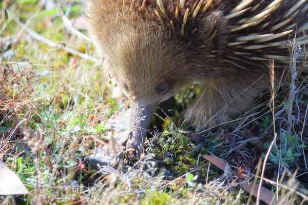 Krótki Dziób Echidna Jeż Zwierzę — Zdjęcie stockowe