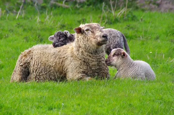 Sheep Lambs Meadow — Stock Photo, Image