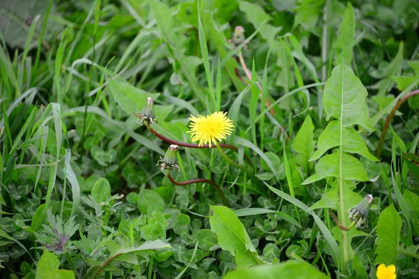 Eine Wiese Ist Ein Offenes Habitat Oder Feld Bewachsen Mit — Stockfoto