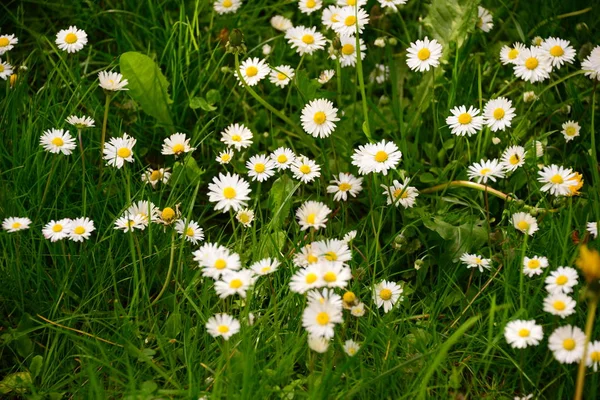 Hermoso Plano Botánico Fondo Pantalla Natural — Foto de Stock