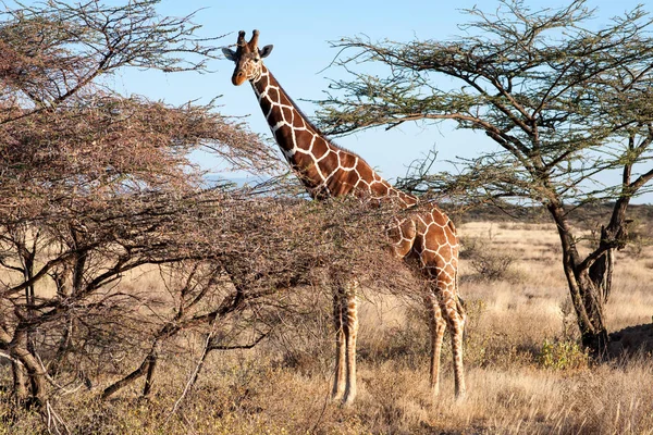 Giraffa Nella Savana Afica — Foto Stock