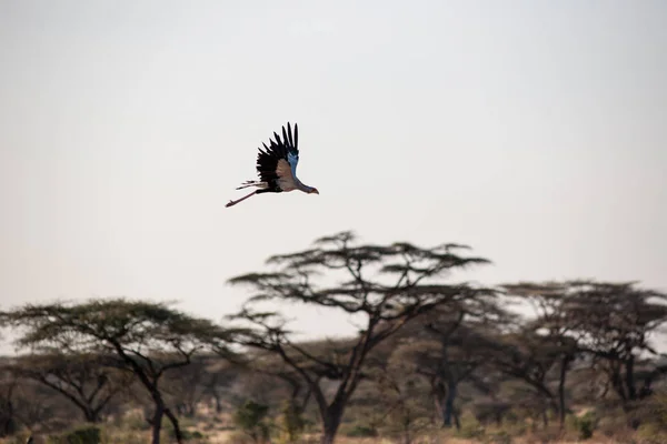 Птица Диких Условиях Африки — стоковое фото
