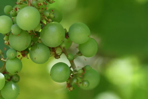 Trauben Beeren Traubenfrüchte — Stockfoto