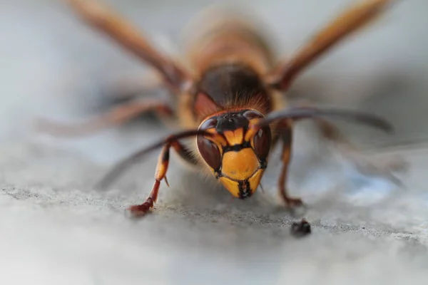 Primer Plano Error Naturaleza Salvaje — Foto de Stock