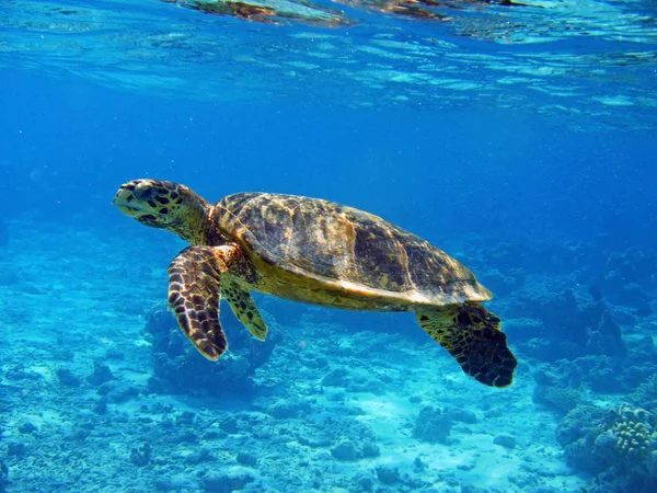 Exotische Schildkröten Naturfauna — Stockfoto