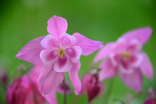 Gyönyörű Kilátás Tavaszi Virágokra — Stock Fotó