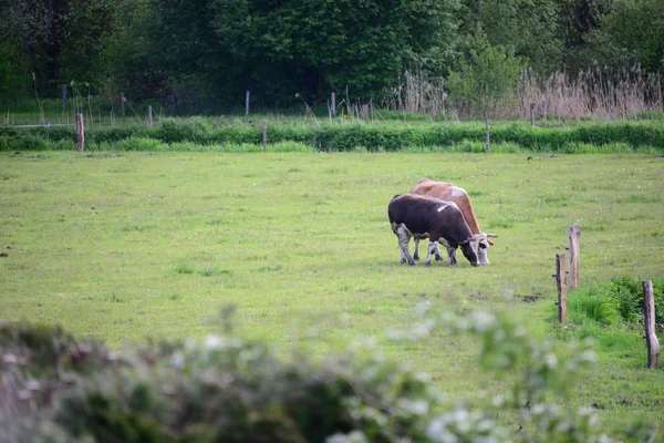 Cows Pasture Bayern — Stockfoto