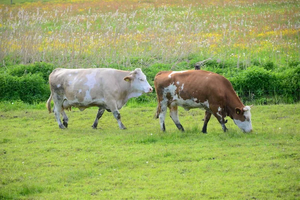 Krávy Pastvinách Bayern — Stock fotografie