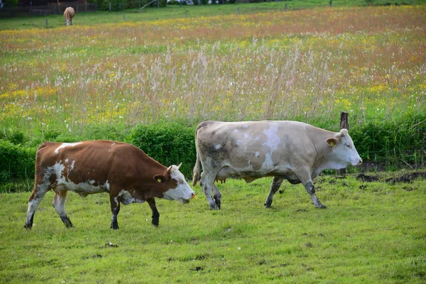 Cows Pasture Bavaria — 스톡 사진