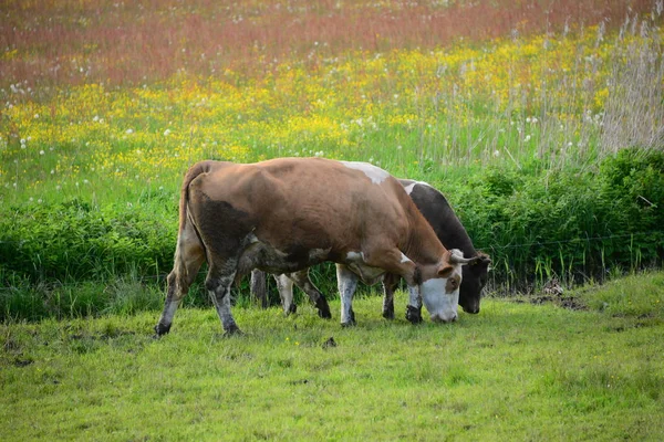 Vacas Pasto Bayerna —  Fotos de Stock