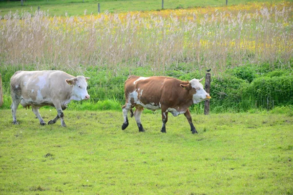 Vaca Peso Bayerna —  Fotos de Stock