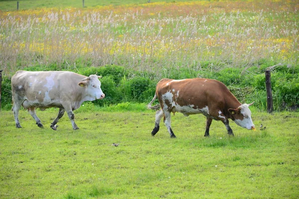 Cows Pasture Bavaria — Stok fotoğraf