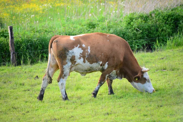 Vacas Pastura Bavaria —  Fotos de Stock