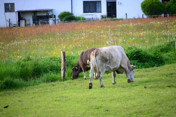 Kühe Auf Der Weide Bayern — Stockfoto