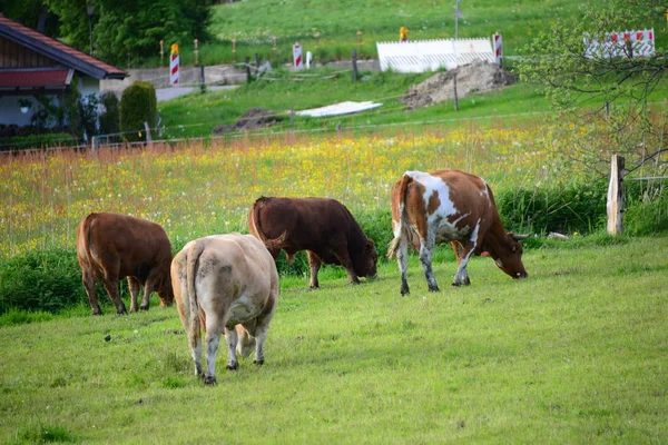 Kühe Auf Der Weide Bayern — Stockfoto