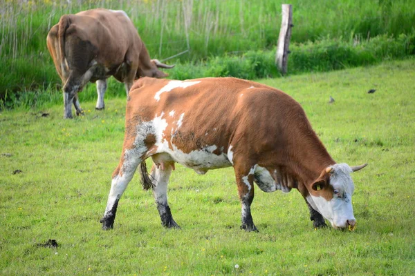 Cows Pasture Bavaria — 图库照片