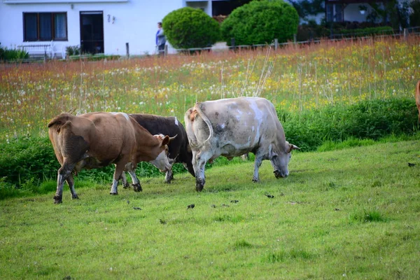 Vacas Pasto Bayerna —  Fotos de Stock