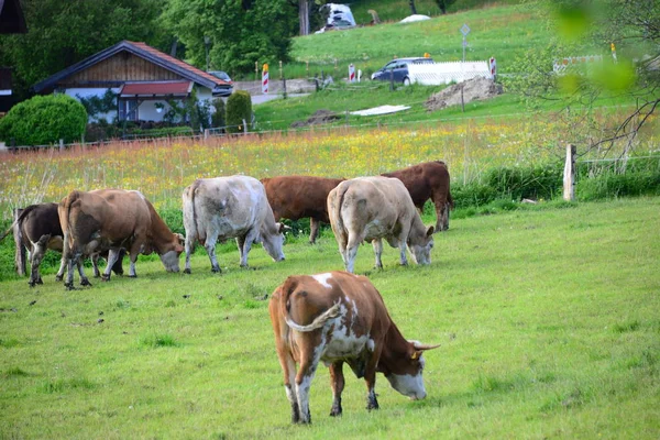Cows Pasture Bavaria — стоковое фото